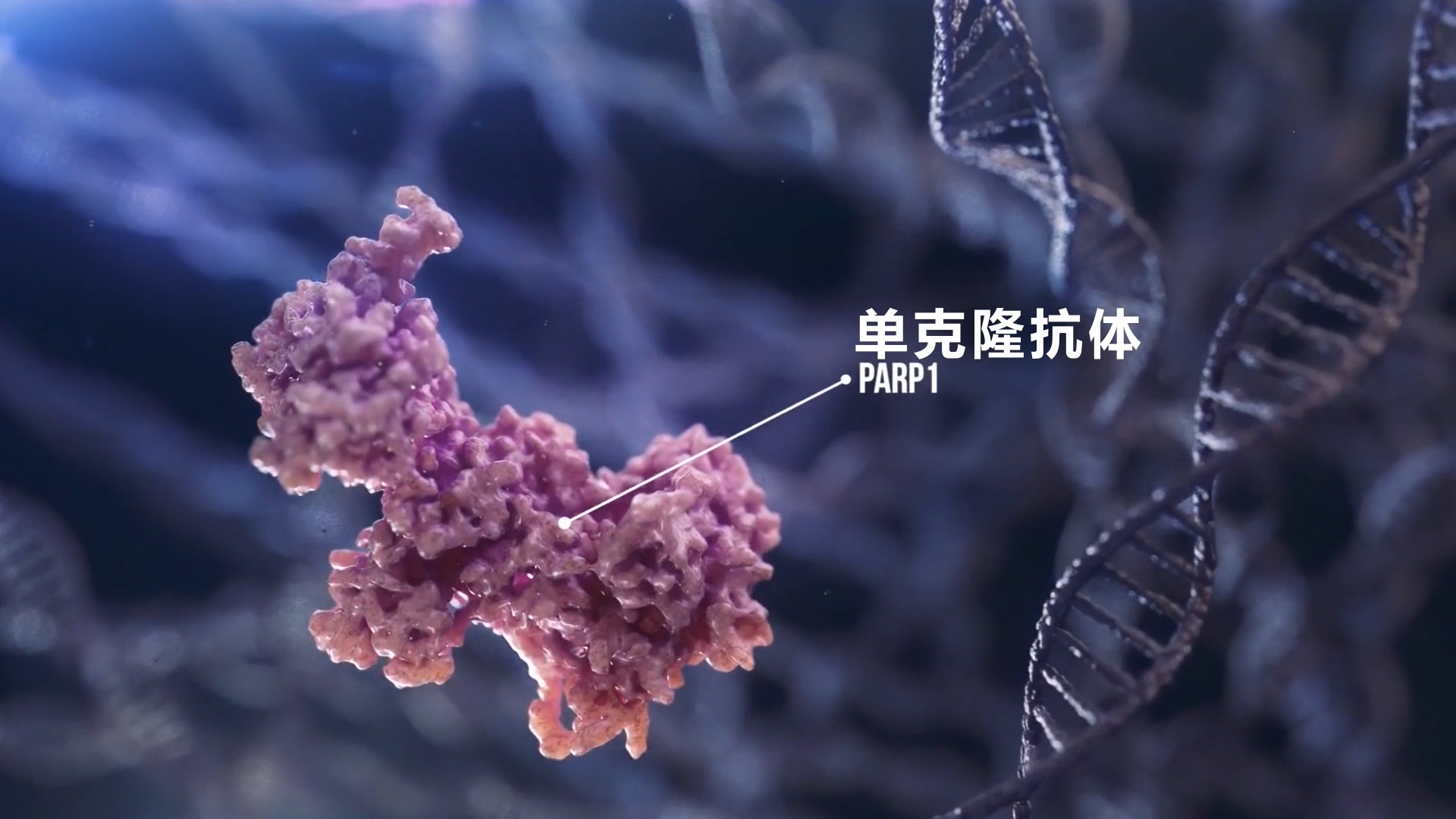生物动画-单克隆抗体医学动画
